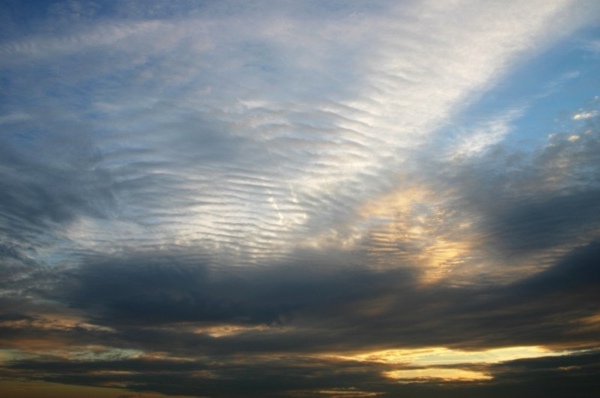 161106_Undulatus.jpg