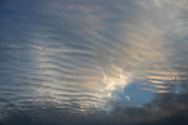 161106_Undulatus1.jpg
