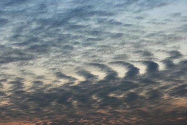 Undulatus.jpg