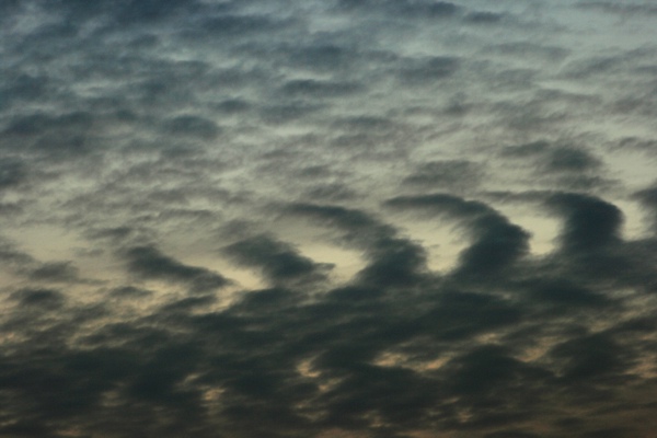 Undulatus_291008.jpg