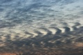 Undulatus.jpg