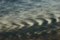 Undulatus_291008.jpg