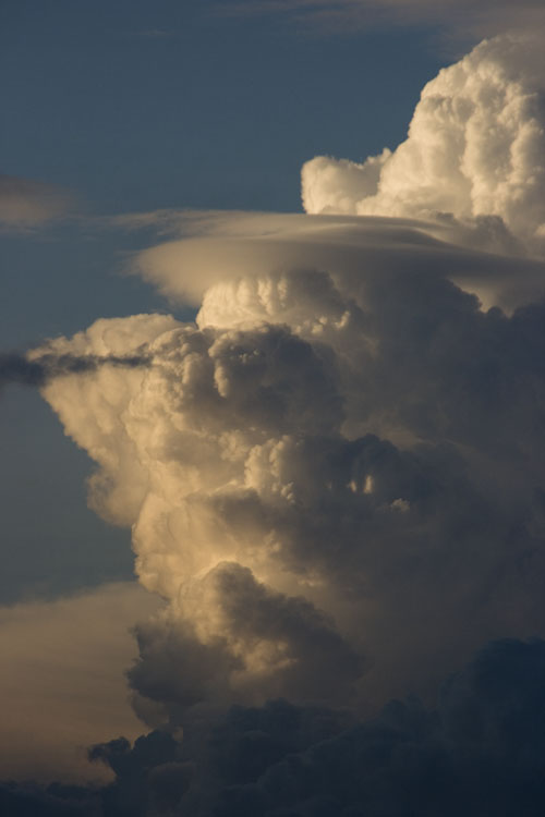 Pileus_042.jpg