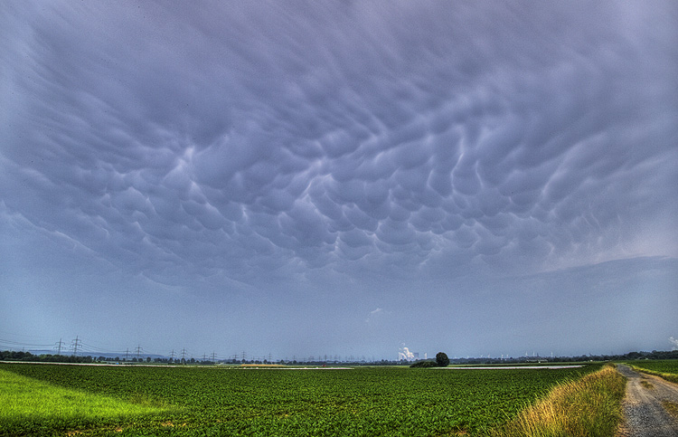 Mamatus_003.jpg