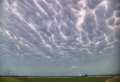 Mamatus_004.jpg