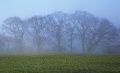 Baumnebel.jpg
