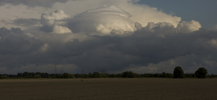 Pileus_001.jpg