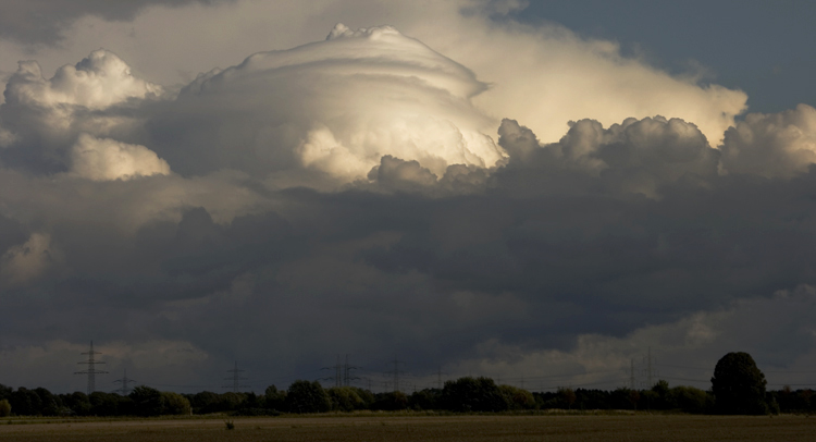 Pileus_002.jpg