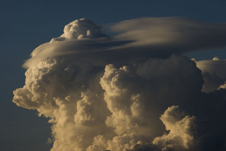 Pileus_013.jpg