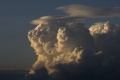 Pileus_009.jpg