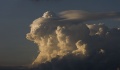 Pileus_012.jpg