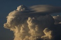 Pileus_013.jpg
