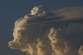 Pileus_015.jpg