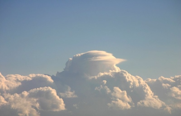 Pileus_011105_011.jpg