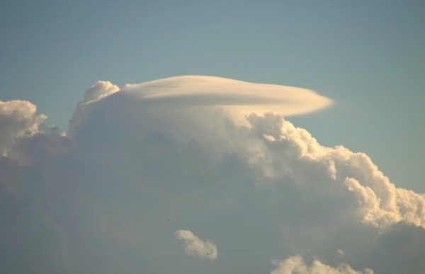 Pileus_011105_018.jpg