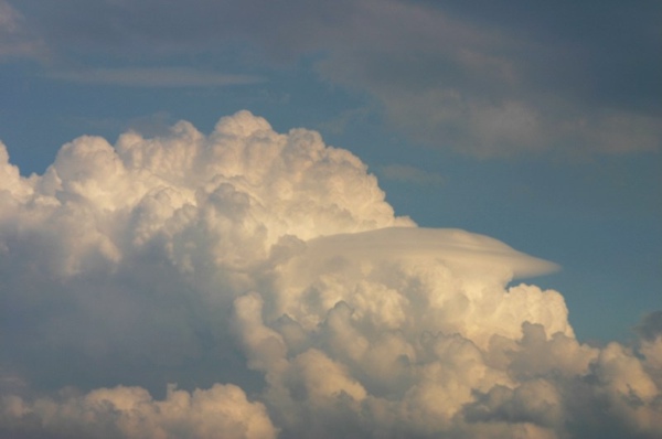 Pileus_120805_016.jpg