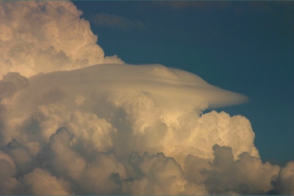 Pileus_120805_017.jpg