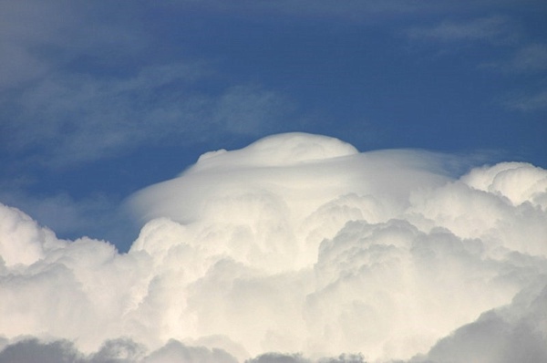 Pileus_160806_004.jpg