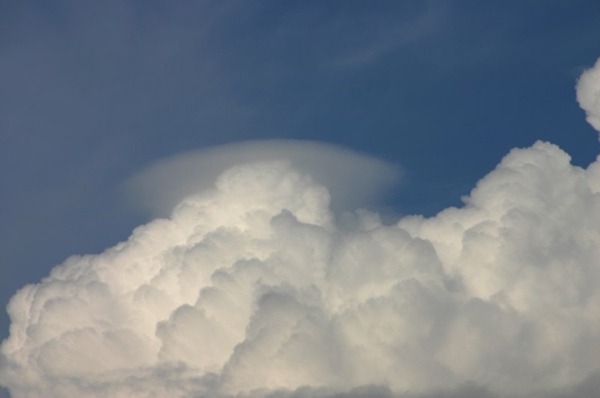 Pileus_160806_013.jpg