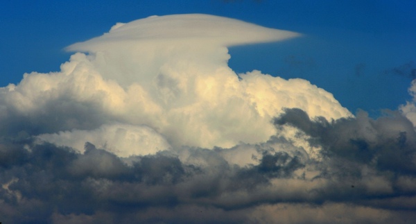Pileus_200707.jpg