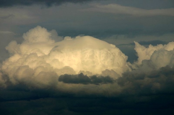 Pileus_240506_005a.jpg