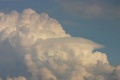 Pileus_120805_015.jpg