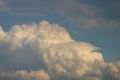 Pileus_120805_016.jpg