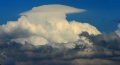 Pileus_200707.jpg