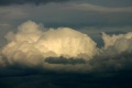 Pileus_240506_005a.jpg