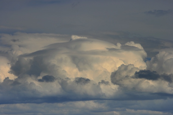 Pileus070708a.jpg