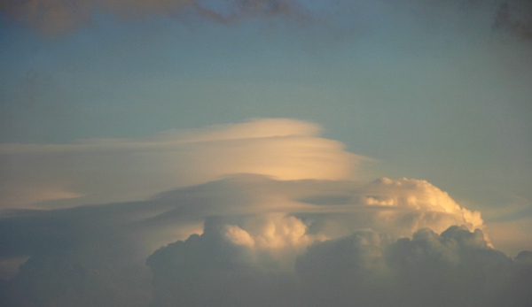 Pileus_230808.jpg