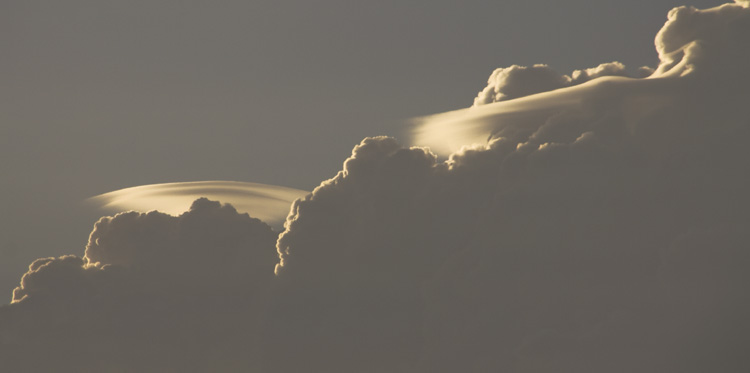 Pileus_006.jpg