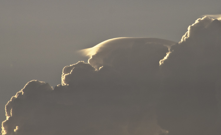 Pileus_007.jpg