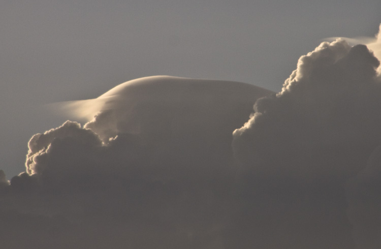 Pileus_008.jpg