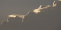 Pileus_006.jpg