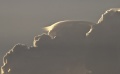 Pileus_007.jpg