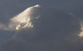 Pileus_16.jpg
