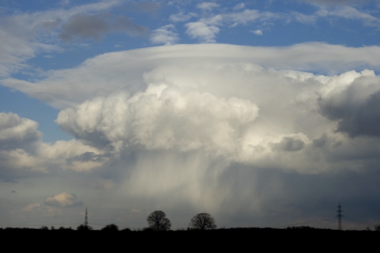 Pileus_9147.jpg