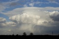 Pileus_9147.jpg