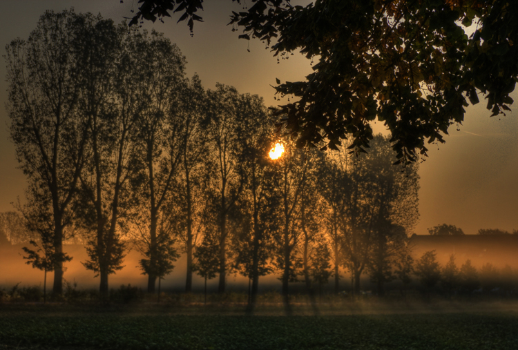 Pappeln_087_8_9.jpg