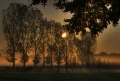 Pappeln_087_8_9.jpg