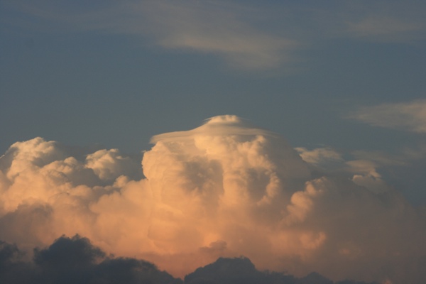 USA_Pileus_047.jpg