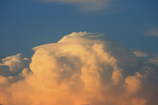 USA_Pileus_6694.jpg