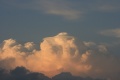 USA_Pileus_047.jpg