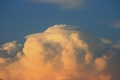 USA_Pileus_6694.jpg