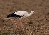 005_Storch