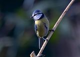 021_Blaumeise