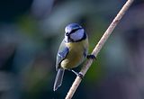 029_Blaumeise
