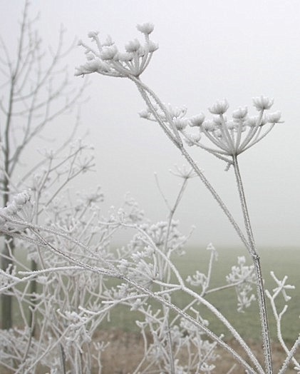 Frostbilder_06_008a.jpg
