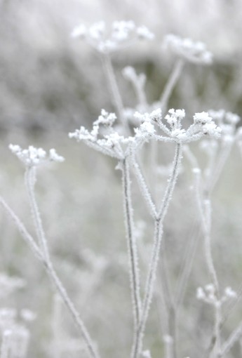 Frostbilder_06_009a.jpg